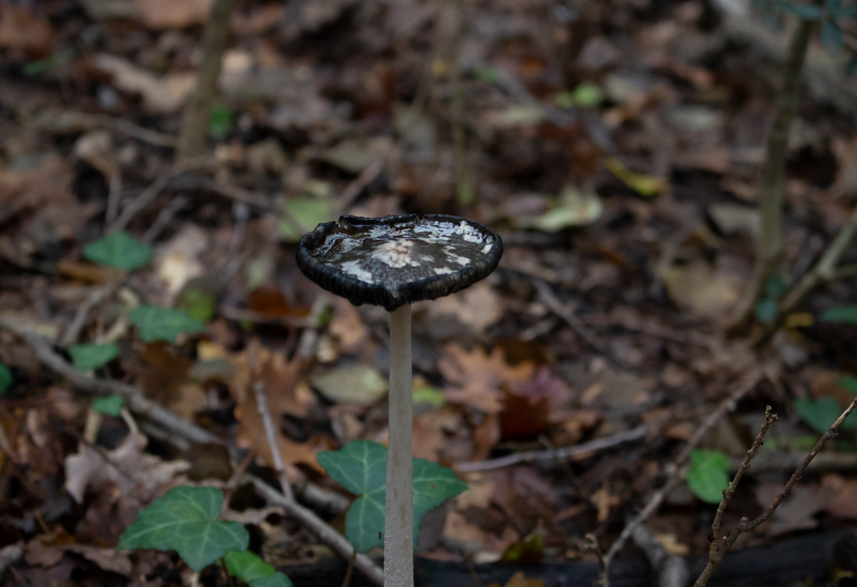 centre d'art contemporain de châteauvert